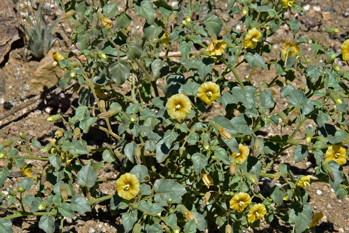 Yellow Nightshade Groundcherry is sometimes called Thick-leafed Groundcherry because of the thickish fleshy leaves. Physalis 